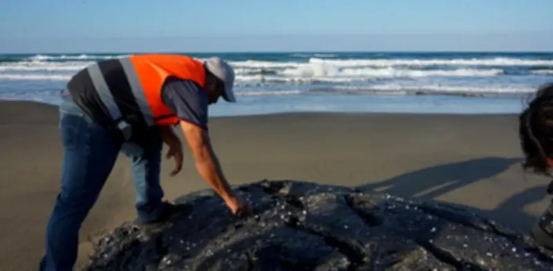 Derrame de petróleo en Veracruz causa mortandad de tortugas y delfines en el Golfo