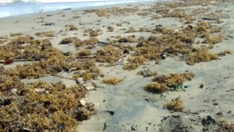 Derrame en Veracruz: Sargazo con petróleo agrava crisis ambiental y turística