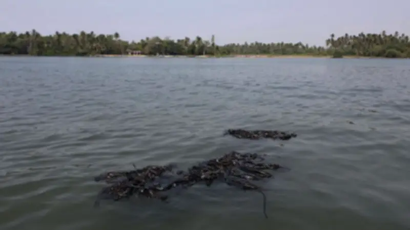 Derrame petrolero de 630 km en Golfo de México amenaza fauna, pesca y salud pública