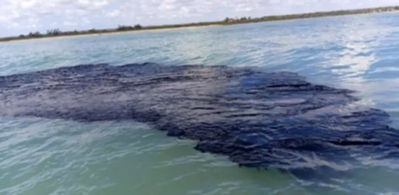 Derrames de Hidrocarburos en el Golfo de México: Efectos Persisten por Décadas y Exigen Transparencia