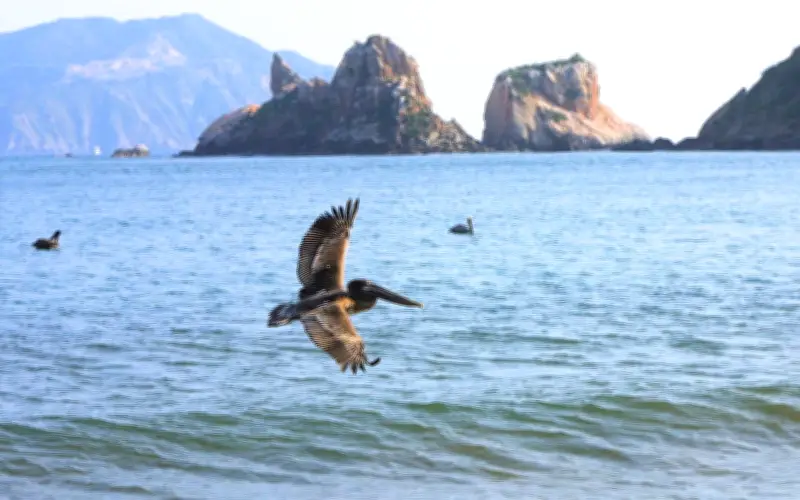 Descubre las Playas de Jalisco: Destinos Imperdibles para las Vacaciones de Semana Santa 2026