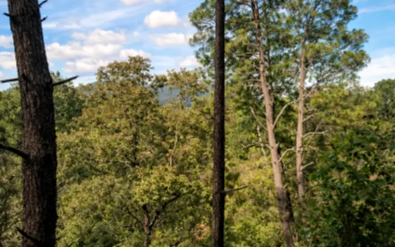 Descubre los bosques de Jalisco: Municipios ideales para vacaciones en la naturaleza