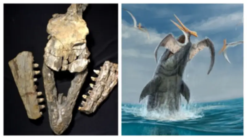 Descubren nueva especie de mosasaurio 'Cipactli' de 70 millones de años en Coahuila