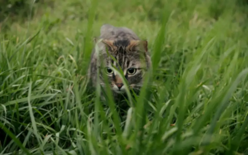 Desmontando los mitos más comunes sobre los gatos: La verdad sobre estos felinos