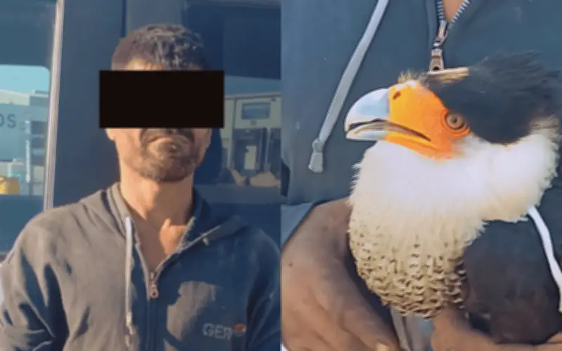 Detienen a hombre en Jalisco por posesión ilegal de halcón Caracara en colonia El Refugio
