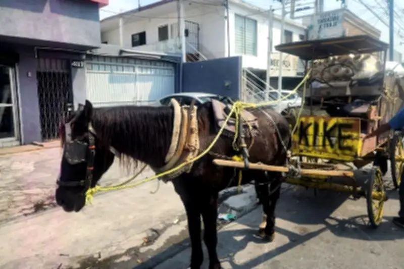 Detienen a hombre por maltrato animal tras golpear a su caballo en vía pública