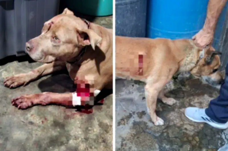 Detienen a sujeto por lesionar a dos perros en Iztapalapa; enfrenta cargos por maltrato animal