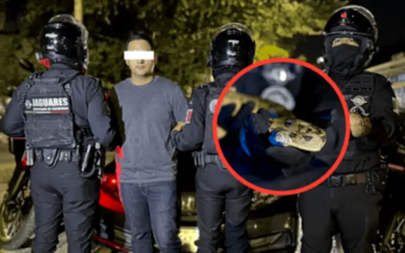 Detienen en Guadalajara a hombre que conducía con una serpiente pitón bola en su vehículo