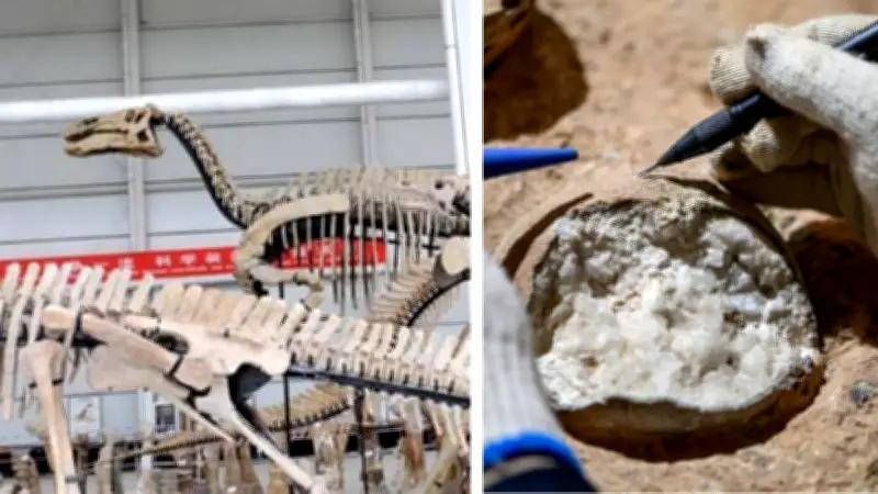 Dinosaurio brasileño Dasosaurus tocantinensis revela conexión ancestral con España