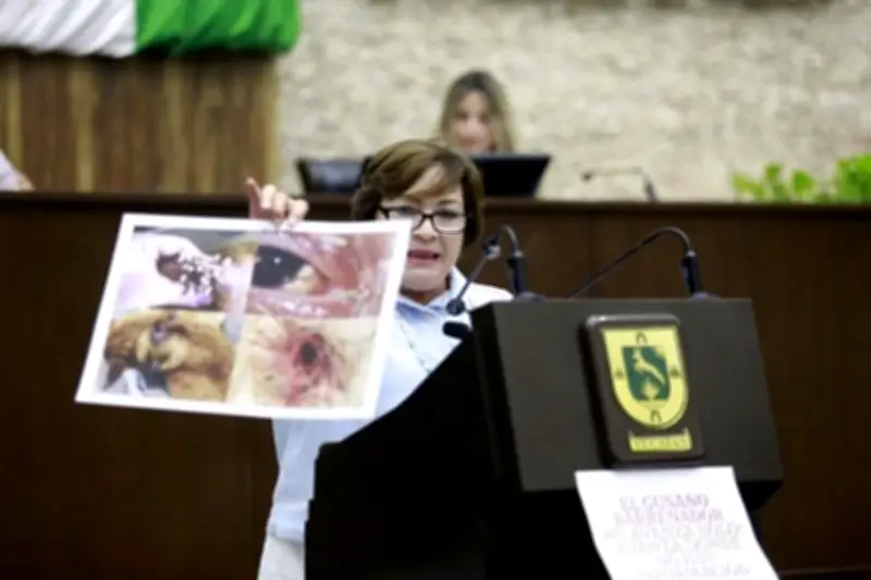 Diputada de EU difunde imagen falsa sobre gusano barrenador en México