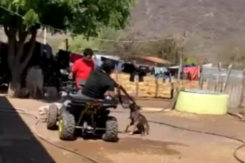 Ejecutan a perro con escopeta en Guerrero; organizaciones exigen justicia