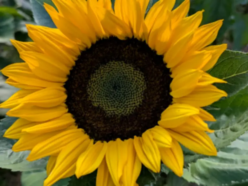 El girasol mexicano: De chimalxóchitl a motor del agroturismo sostenible