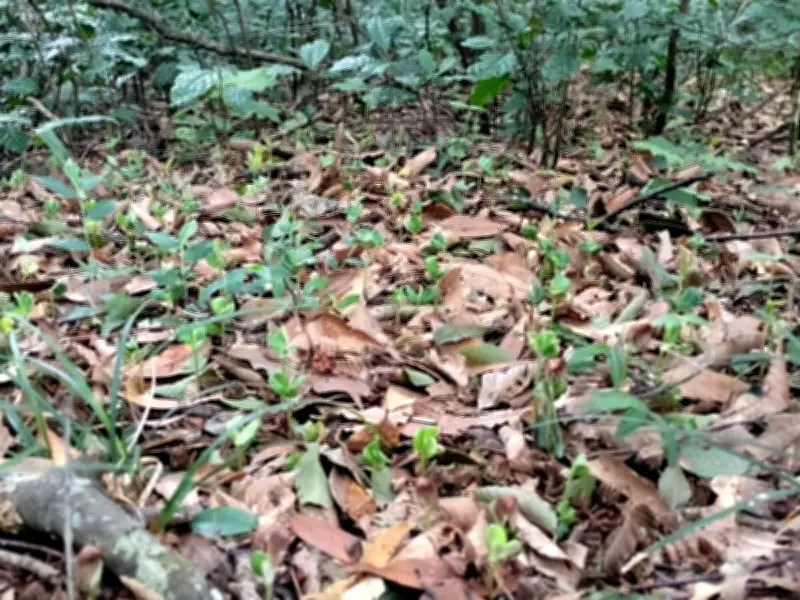 El haya mexicana: tesoro en peligro de extinción que sobrevive en Veracruz