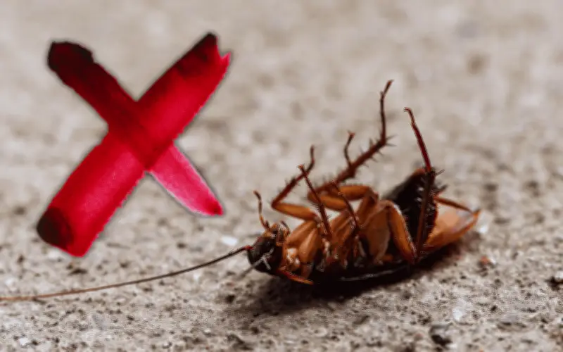 El Limón: El Repelente Natural y Efectivo para Eliminar Cucarachas Sin Químicos