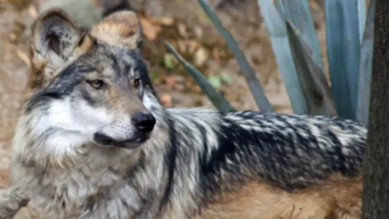 El lobo mexicano regresa a Durango tras 50 años de ausencia en la vida silvestre