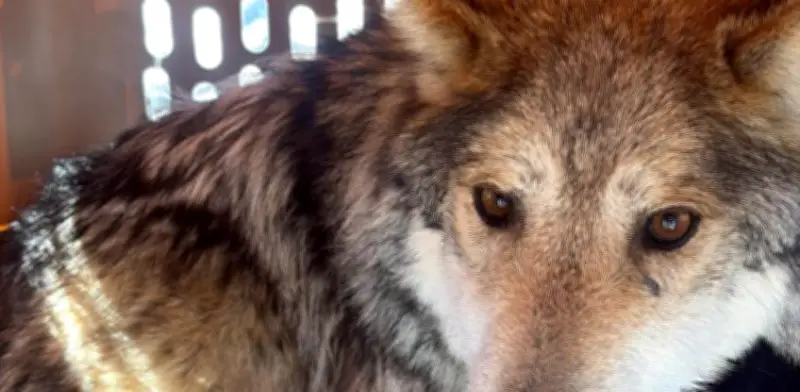 El Lobo Mexicano Regresa a Durango Tras 50 Años: Un Éxito de Conservación Binacional