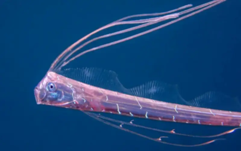 El Misterioso Pez Remo: Revelan su Hábitat Real y Desmienten el Mito del 'Fin del Mundo'