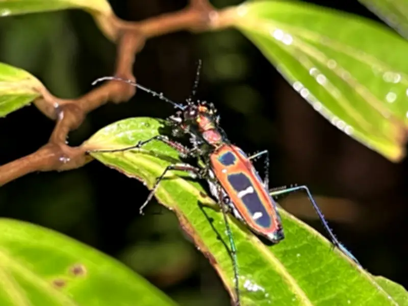 El árbol de la vida se expande: descubren cientos de nuevos clados cada año