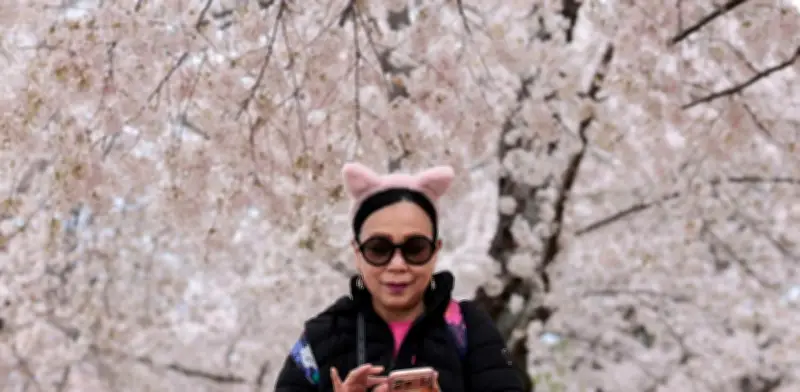 El Sakura: Guía Mundial para Ver la Floración de los Cerezos en 2026