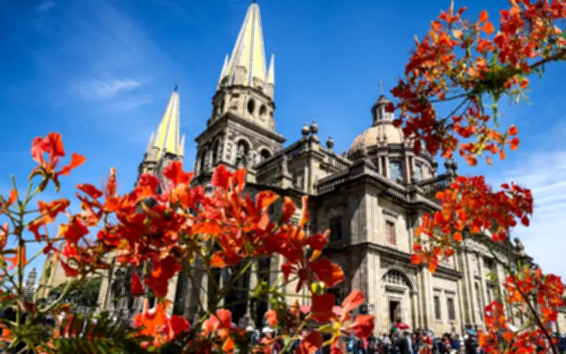 El Tabachín: El Árbol de Fuego que Tiñe de Rojo las Calles de Guadalajara en Primavera