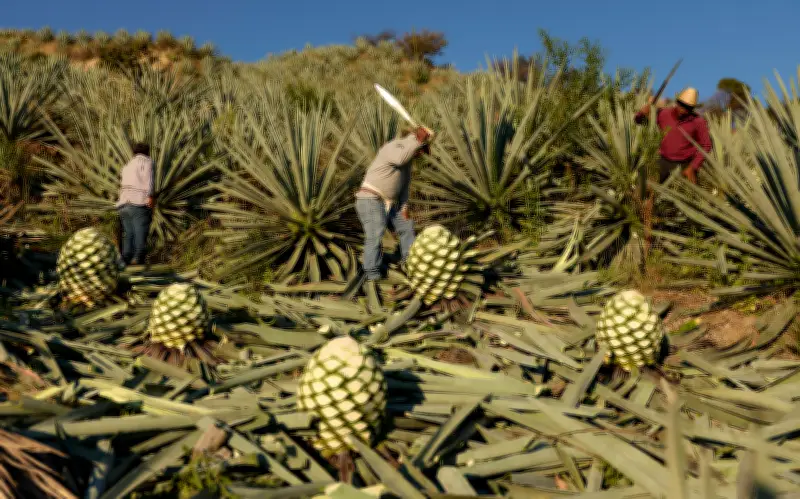Elaboración del Mezcal: Tradición, Esfuerzo y Sabor que Define a Oaxaca