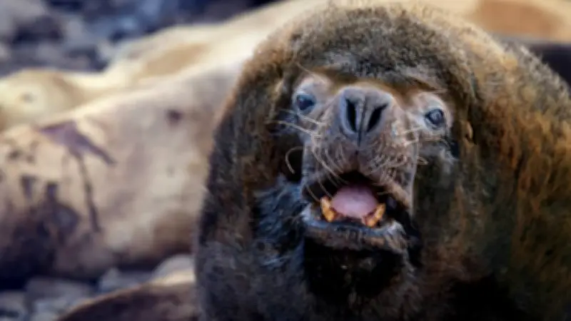 Enorme león marino sorprende al descansar en el puerto de Piriápolis, Uruguay