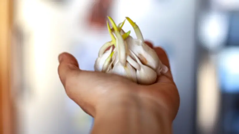 ¿Es seguro comer ajo con brotes verdes? Expertos despejan dudas sobre su consumo