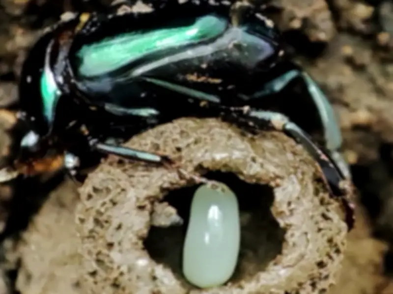 Escarabajos Peloteros: Cuidado Parental y Su Rol Vital en los Ecosistemas