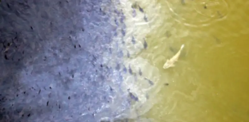 Especies Invasoras en México: Un Peligro Creciente para la Biodiversidad