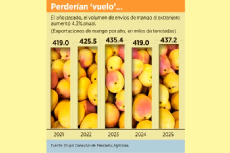 Estados Unidos impone bloqueo a importaciones de mango mexicano por detección de plaga
