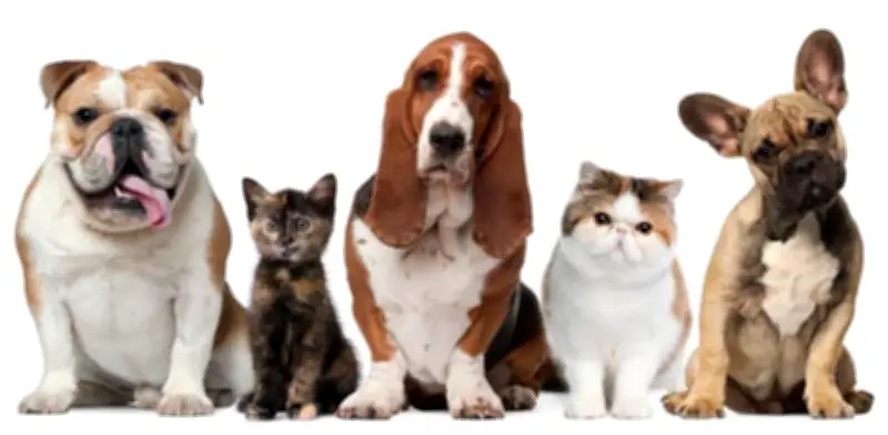 Estudio Clínico Valida Eficacia de Protecto Max Contra Parásitos en Mascotas