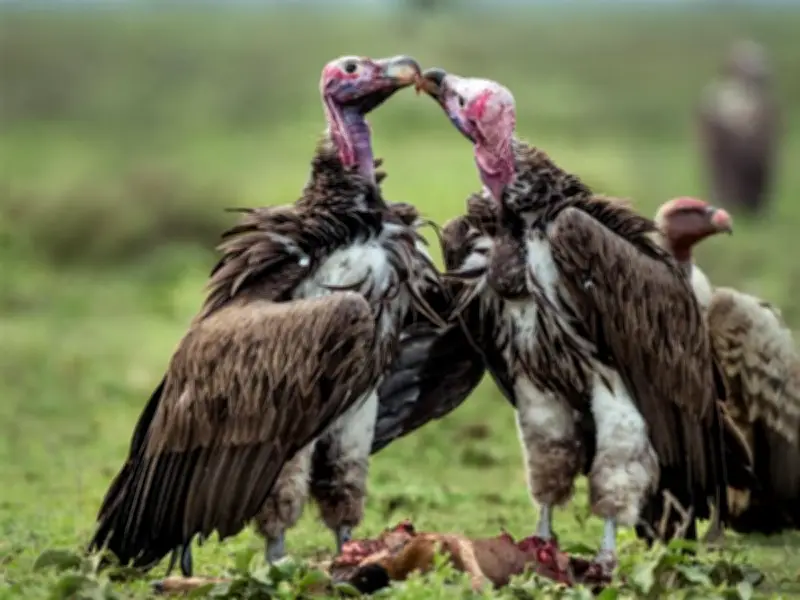 Estudio revela cómo la degradación de bosques secos altera el papel de carroñeros en Ecuador