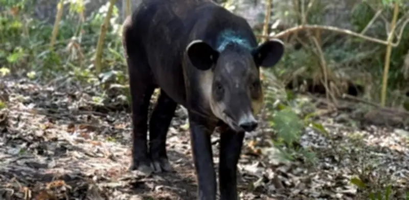 Exigen sanción por captura de Tapir en Veracruz y su retorno a la libertad