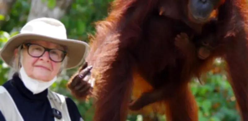 Fallece Birutė Galdikas, pionera mundial en el estudio de los orangutanes