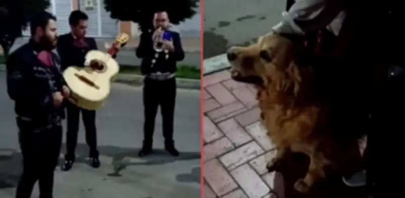 Familia despide a su perrita Cattaleya con serenata de mariachi y 'Amor Eterno'