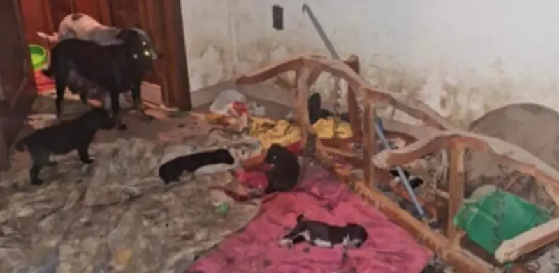 Fiscalía de Michoacán rescata 29 perros en Sahuayo tras hallazgo de maltrato extremo