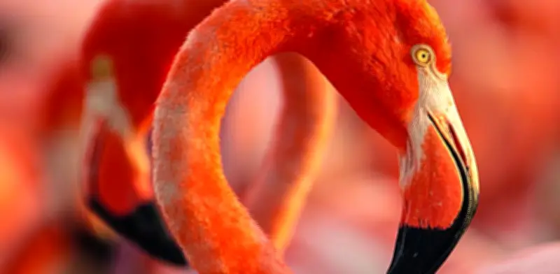 Flamingos: La vida después del meteorito, un documental sobre supervivencia y conservación
