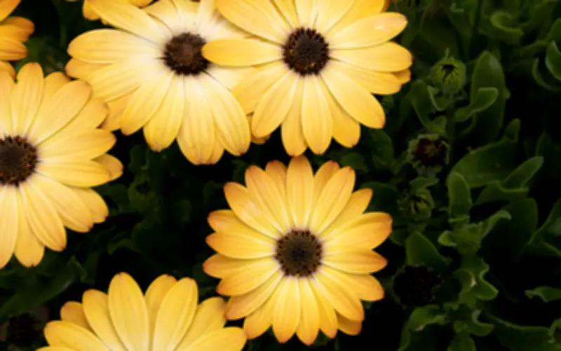 Flores Amarillas a Precios Accesibles: Guía Completa para el 21 de Marzo en CDMX