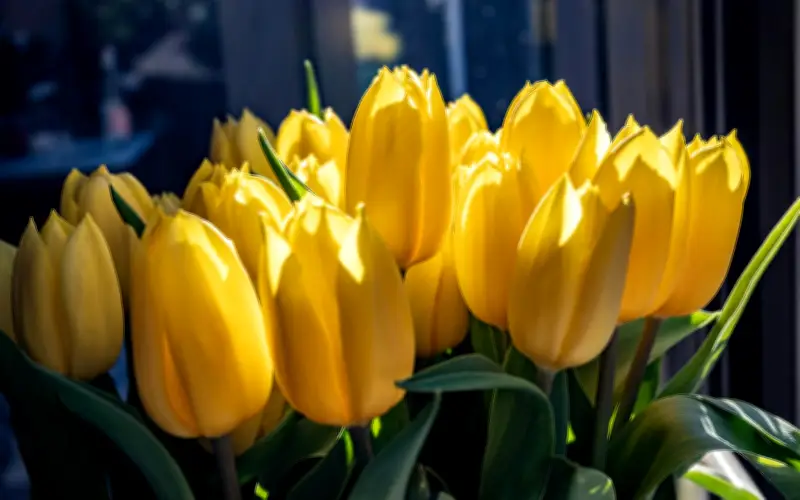 Flores Amarillas: La tendencia que conquista Guadalajara y las mejores florerías para comprarlas