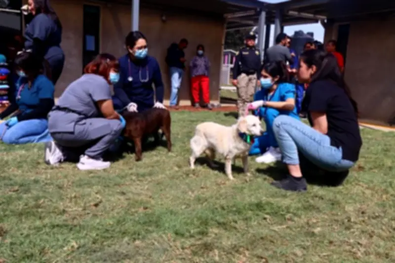 Franciscano de la Ciudad de México rechaza devolver a perros 'Lomitos' por ahora