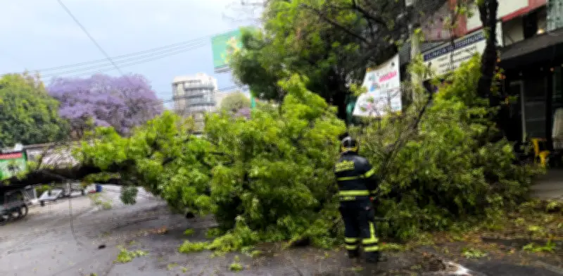 Frente Frío 41 azota CDMX con lluvias intensas, caída de árboles y encharcamientos