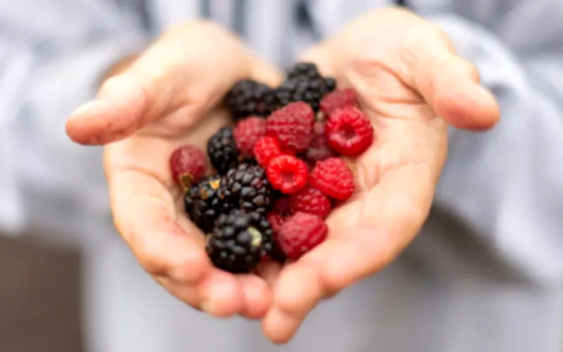 Frutos Rojos: El Poder Antioxidante que Mejora la Salud y la Memoria