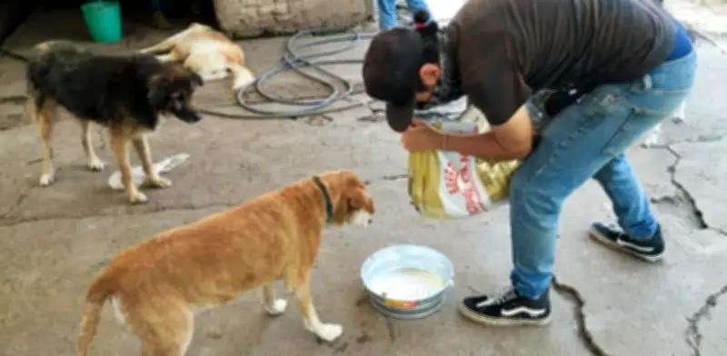 Fundación atiende a más de 800 animales tras recuperar albergue en Cuajimalpa