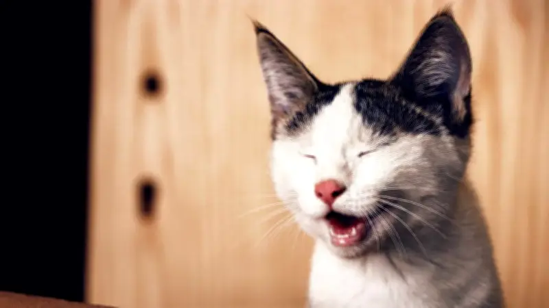 Gato viaja como sombrero en aeropuerto de Atlanta; conoce la historia de Jeremy y Whisker