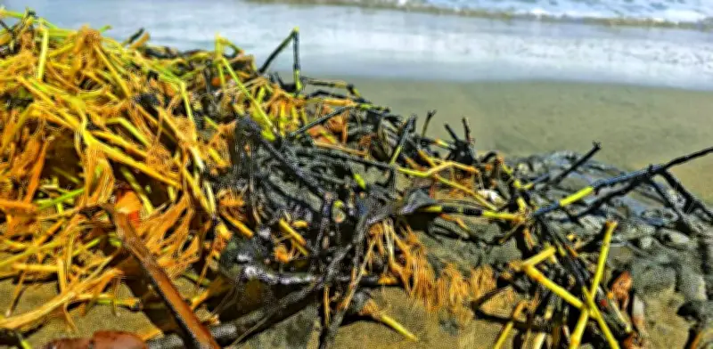 Gobernadora Nahle niega derrame en Alvarado, pero confirma daño por hidrocarburo