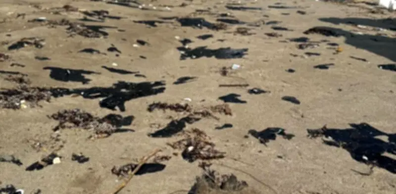 Gobernadora Nahle niega mortandad animal por derrame de petróleo en Veracruz