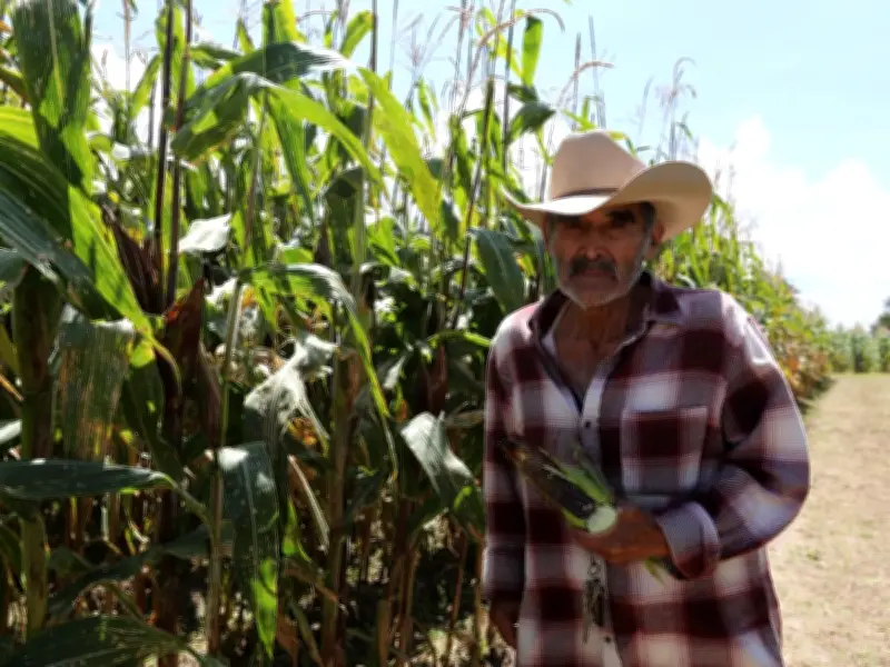 Gobierno del Edomex lanza PROMAÍZ con incentivos para productores de maíz