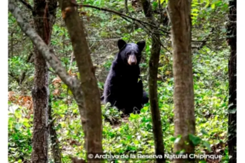 Grupo Bimbo Lanza Iniciativa para la Conservación del Oso Negro en México