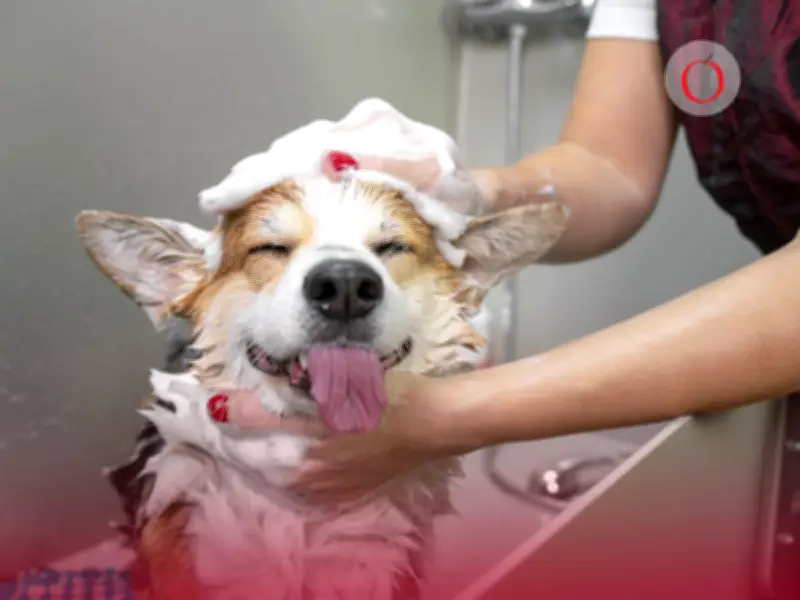 Guía Completa: Cómo Bañar a Tu Perro en 10 Pasos para Cuidar Su Piel y Salud