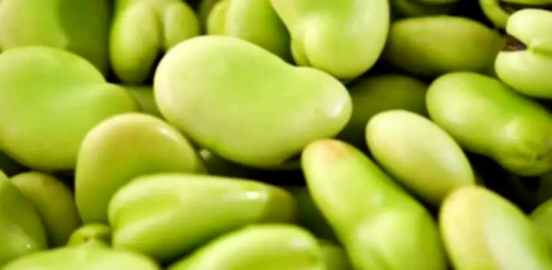 Guía Completa: Cómo Cocinar Habas y Aprovechar su Valor Nutricional